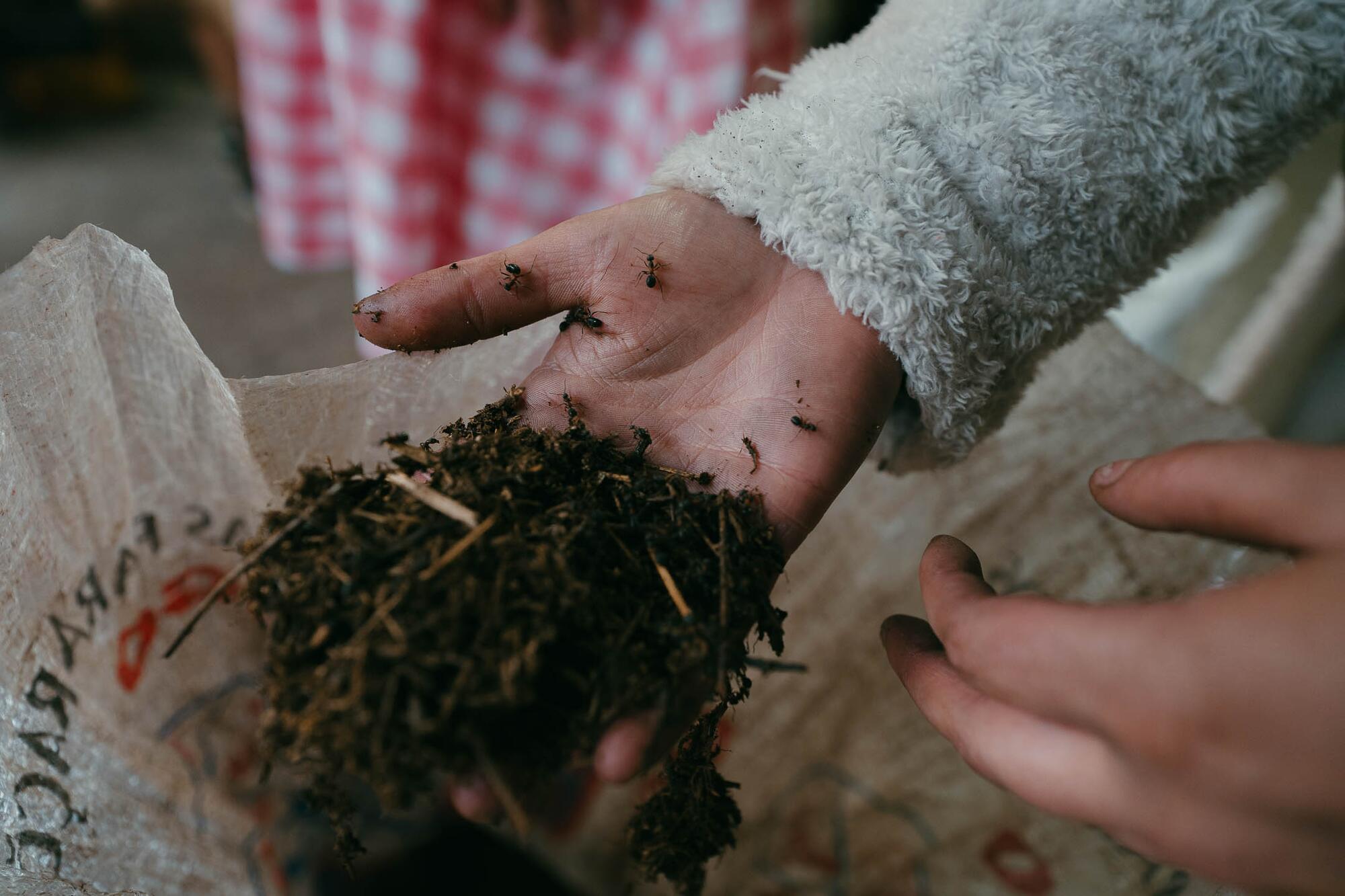 Luns borralleiro - 4